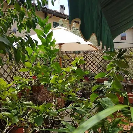 - Anthurium * Florence